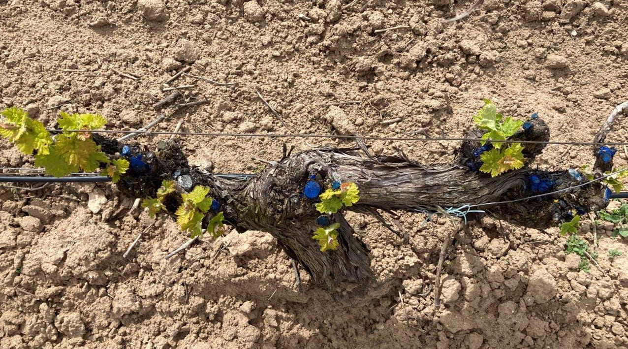 el suelo del viñedo