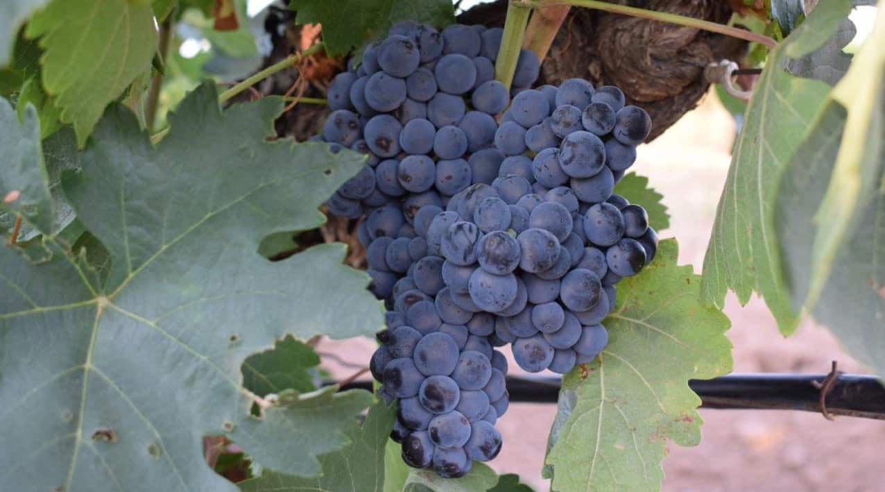 uva tempranillo bodegas federico