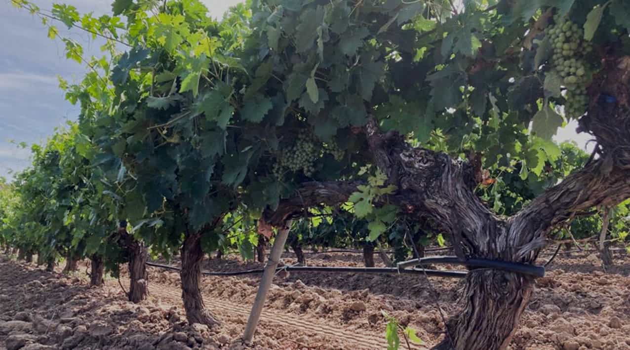 Viñedos en espaldera federico