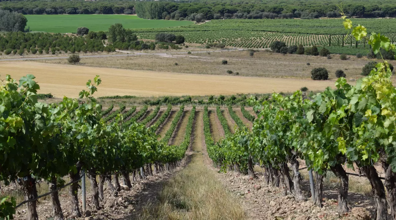 altura-viñedo-ribera-del-duero
